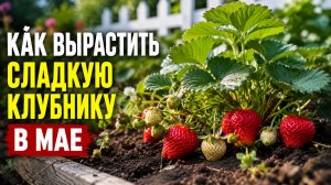 КАК ВЫРАСТИТЬ СЛАДКУЮ КЛУБНИКУ В МАЕ