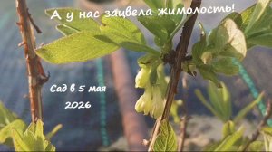 А у нас зацвела Жимолость, обзор сада на 5 Мая 2026