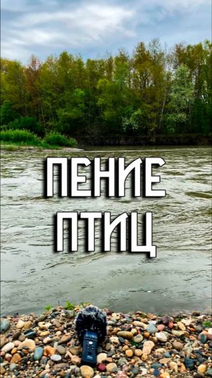Пение птиц как бальзам для Души / Звуки природы