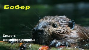 🐻 РАЗРУШАЕМ МИФЫ О БОБРАХ 🔨 КАК БОБРЫ МЕНЯЮТ МИР БЕЗ ЕДИНОГО ГВОЗДЯ