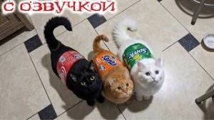 Смешные_Коты__С_ОЗВУЧКОЙ__Приколы_С_Животными_2026__Попробуй_Не_Засмеяться_