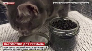 Член ОП МО Алферова оправдалась за фото с кошкой и черной икрой 000