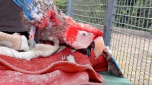 ОР СТОЯЛ на весь парк! ЗАМОЛЧАЛИ даже павлины и только он КРИЧАЛ и ЖАЛОВАЛСЯ - ВЫСЕЛЯЮТ из одеяла!