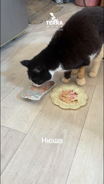 чудушко Нюша