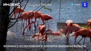 Фламинго из Московского зоопарка вышли из вольера