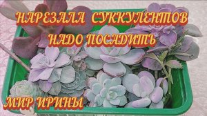 НАРЕЗАЛА СУККУЛЕНТОВ | НАДО ПОСАДИТЬ ●●●