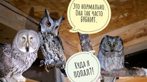 Жалуюсь совам на день-бубнень: неудача со стримом, телефон ведёт себя странно