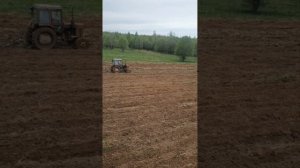 пришло время посевной. первый клещ