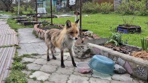(1270) Лиса приходит в гости. Май 2026