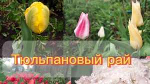 Мой тюльпановый рай 11-05-2026