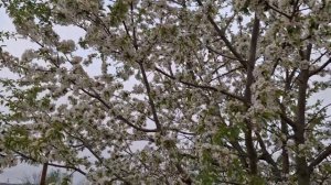 Самое красивое время года.