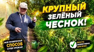 Чеснок будет крупным, если его ТАК подкормить. Как вырастить КРУПНЫЙ чеснок.
