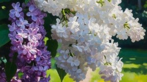 Хмельная сирень