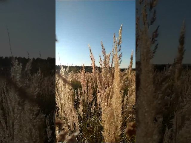 vk_2022 сухая трава и природа
