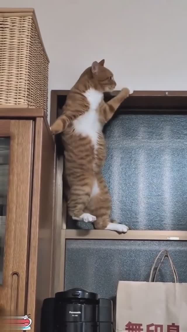кошачьи неудачи
