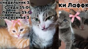ЕАФФИ РАССКАЗЫВАЕТ О СЕБЕ