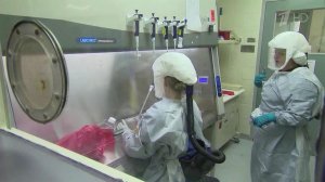 Причину вспышки опасного хантавируса выясняют эксперты