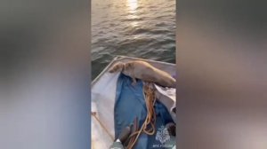 Тюленя, который запутался в сетях в Балтийском море в Калининградской области, спасли спасатели