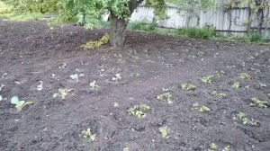 Красный Луч, ЛНРl Нужно ли сажать овощи или просто купить готовыеl Что выгоднееl Вечерняя болталочка