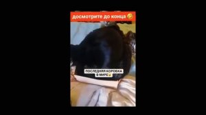 Подборка для поднятия настроения😃