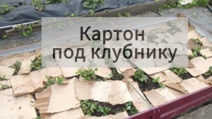 Картон под клубнику. Замена агроволокна -?