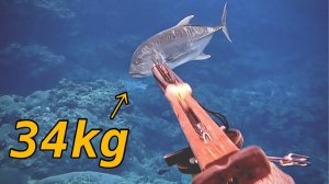 Подводная охота / Гигантский каранкс против акулы