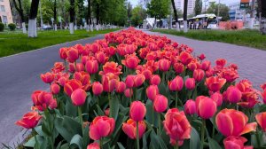 Белгород Тюльпаны алея Мичурина.