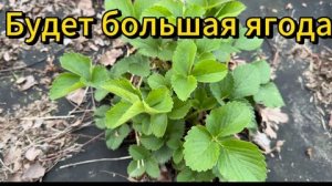 Чем подкормить клубнику в мае для крупных и сладких ягод? 3 лучших рецепта