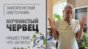 Нашествие вредителей. Что делать?  Мучнистый червец. Как избавиться от вредителей растений.