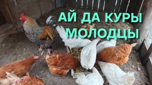 Куры-несушки Сегодня у кур ничья Хороший результат