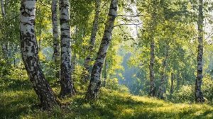 Берёзовая роща в солнечный день 4K — звуки природы, птицы и ветер (2 часа)