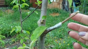 Выбраковка задохликов, ждём утят. Прививка яблонь на Антоновку. Будет яблоня- сад.