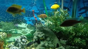 🐟 🐠🐚