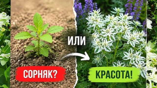 Молочай окаймлённый: сорняк, который красивее многих цветов? 🌿🔥s