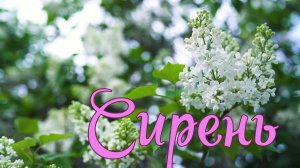 Сирень