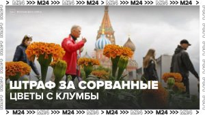 Москвичам напомнили об ответственности за срыв цветов с клумбы - Москва 24