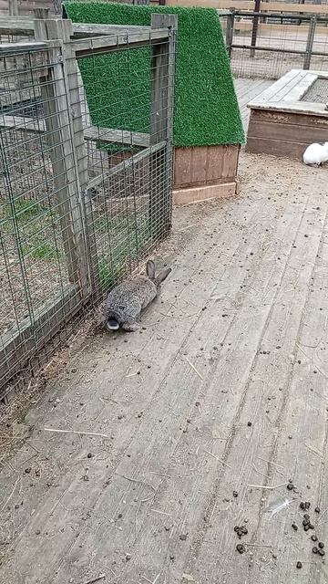 Сегодня ходили в зоопарк