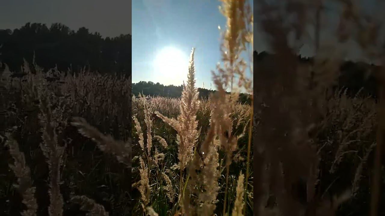 vk_20220910 колосья