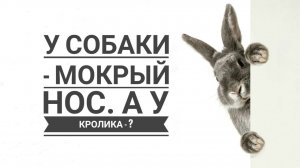 У собаки мокрый нос, а у кролика - ?  Или почему у кролика теплые уши.