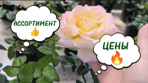РАСТЕНИЯ НАРАСХВАТ ! САДОВЫЕ ЦЕНТРЫ ЧЕЛЯБИНСКА. Сравним цены и качество. 11-05-2026