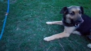 VID_20260511_211253.mp4 ёжик и Мухтар