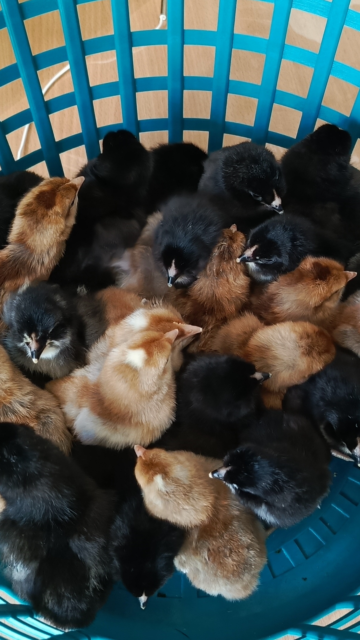 Инкубация завершена 🐣Дела по саду продвигаются потихоньку 🌳🍁Видео за последние пару дней.
