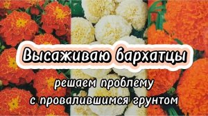 Высаживаю бархатцы. Решаем проблему с провалившимся грунтом.