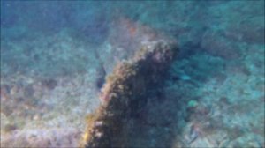 По следам огненного морского петуха. 09.05.2026