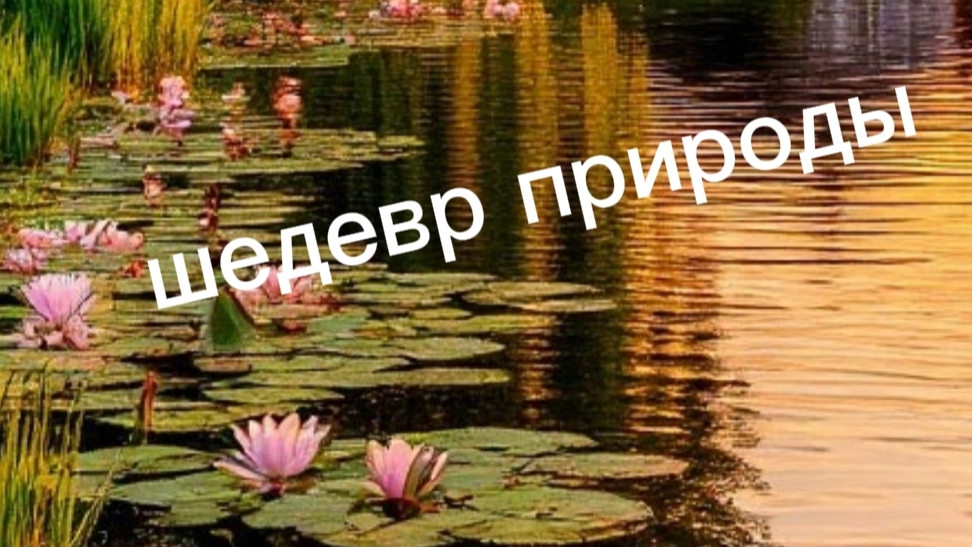 ПРИРОДА В 4K | ЛЕСА, ПОЛЯ И ГОРЫ