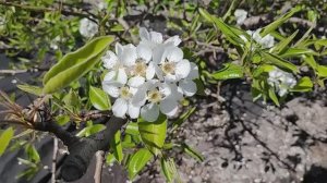 #высадка рассады в парник #работа в огороде 11.05.2026