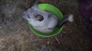 шиншилла Шанель