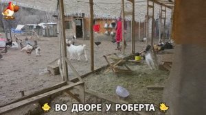Содержание кур в домашних условиях и других птиц во дворе у Роберта 🐣🐤🦆🐔🪿🦃 (493)