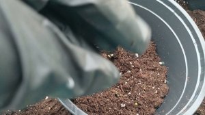 Пересаживаю черенки гортензии из р9, готовлюсь к продаже.