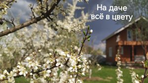 5 мая 2026 года мой дивный сад. Хожу по саду громко охаю и ахаю. #цветущийсад #надаче #тверскаяобл#